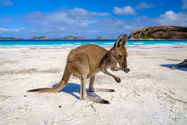 Kangaroo at Lucky Bay, Cape Le Grand National Park, WA © Tourism Western Australia