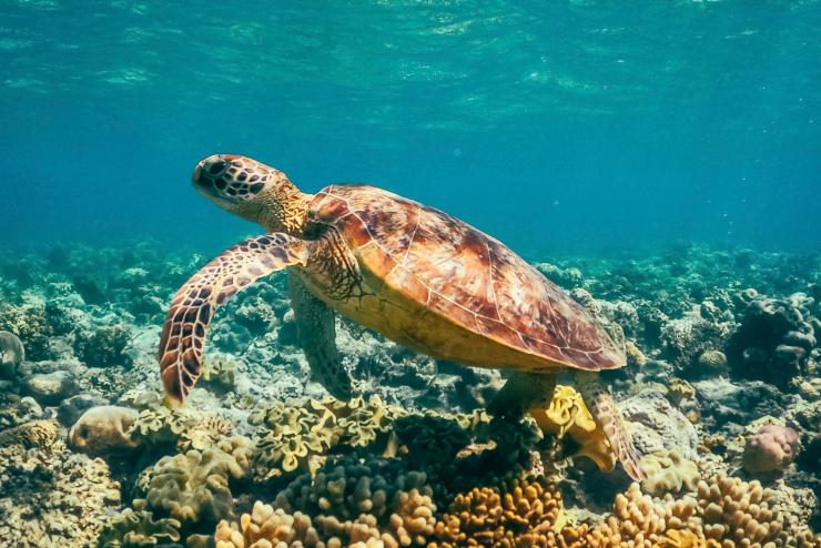 Great Barrier Reef, Queensland