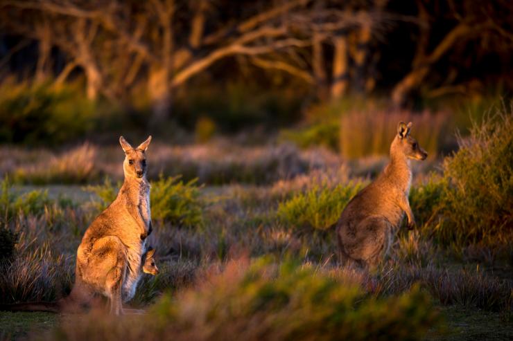 wukalina Walk, Tasmania