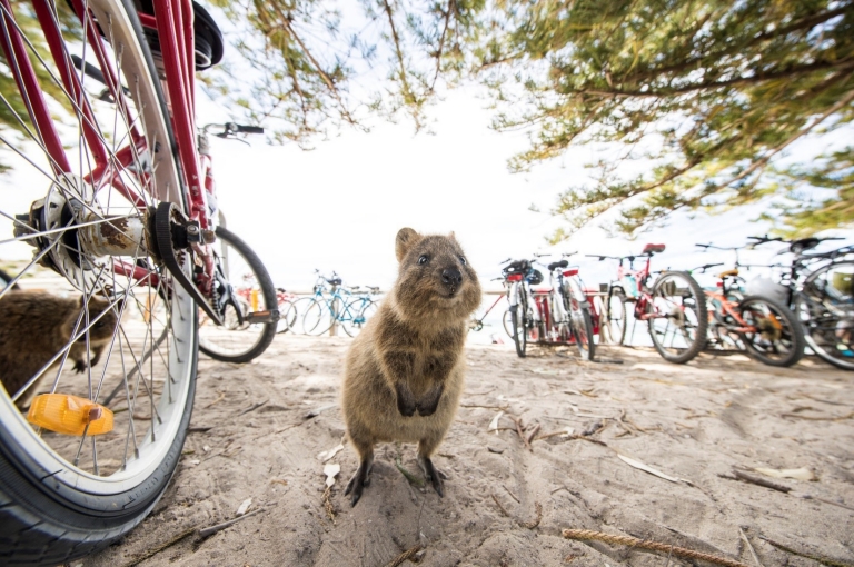 Quokka at Rottenest Island, WA Quokka at Rottenest Island, WA