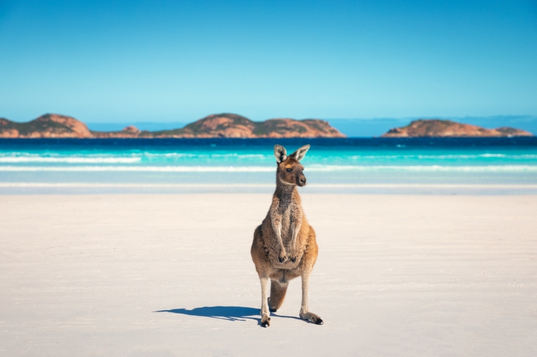 Kangaroo at Lucky Bay in WA (c)Tourism Australia Kangaroo at Lucky Bay in WA (c)Tourism Australia