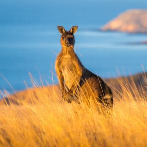 Kangaroo Island, South Australia Kangaroo Island, South Australia