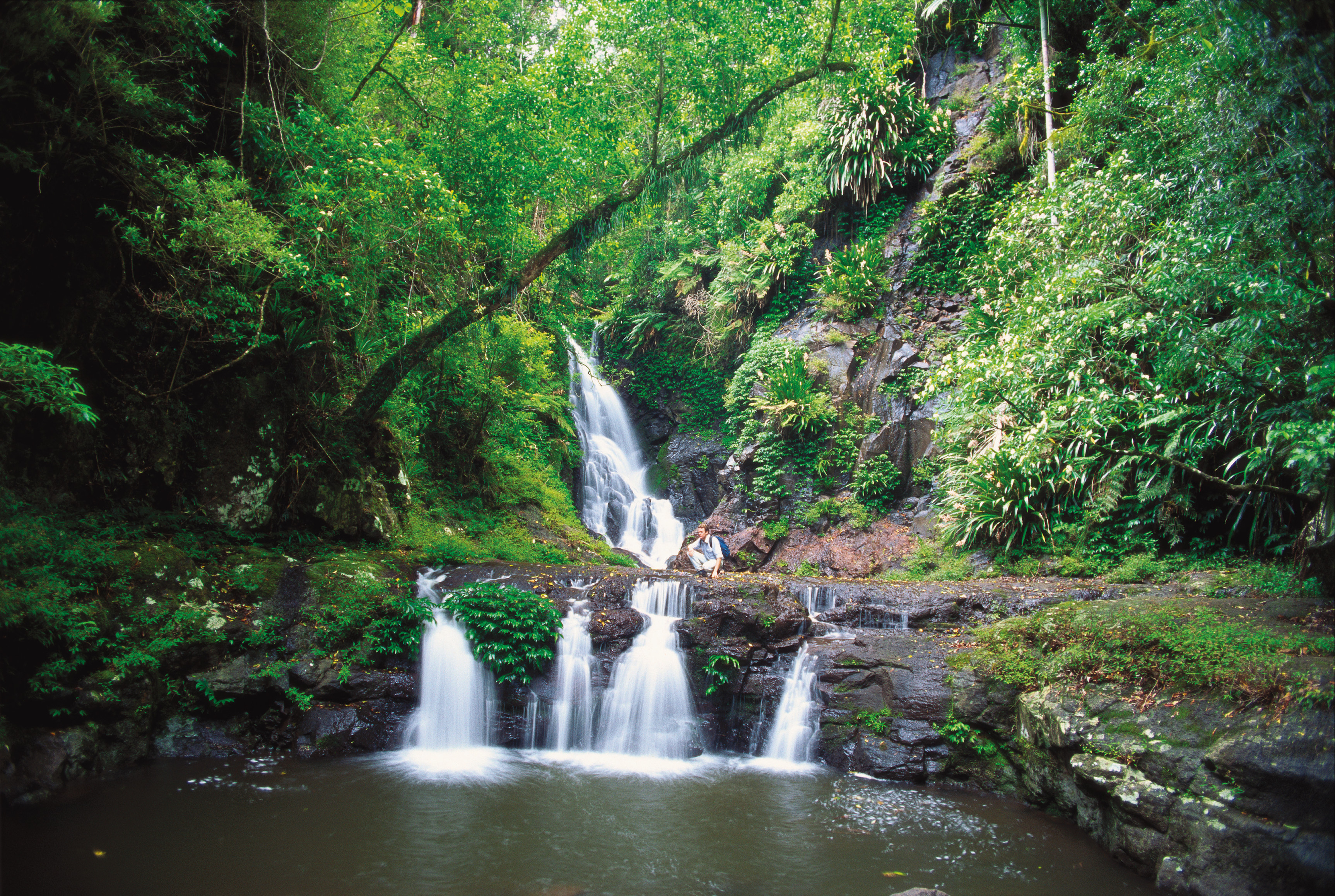 gold coast hinterland great walk guided tour