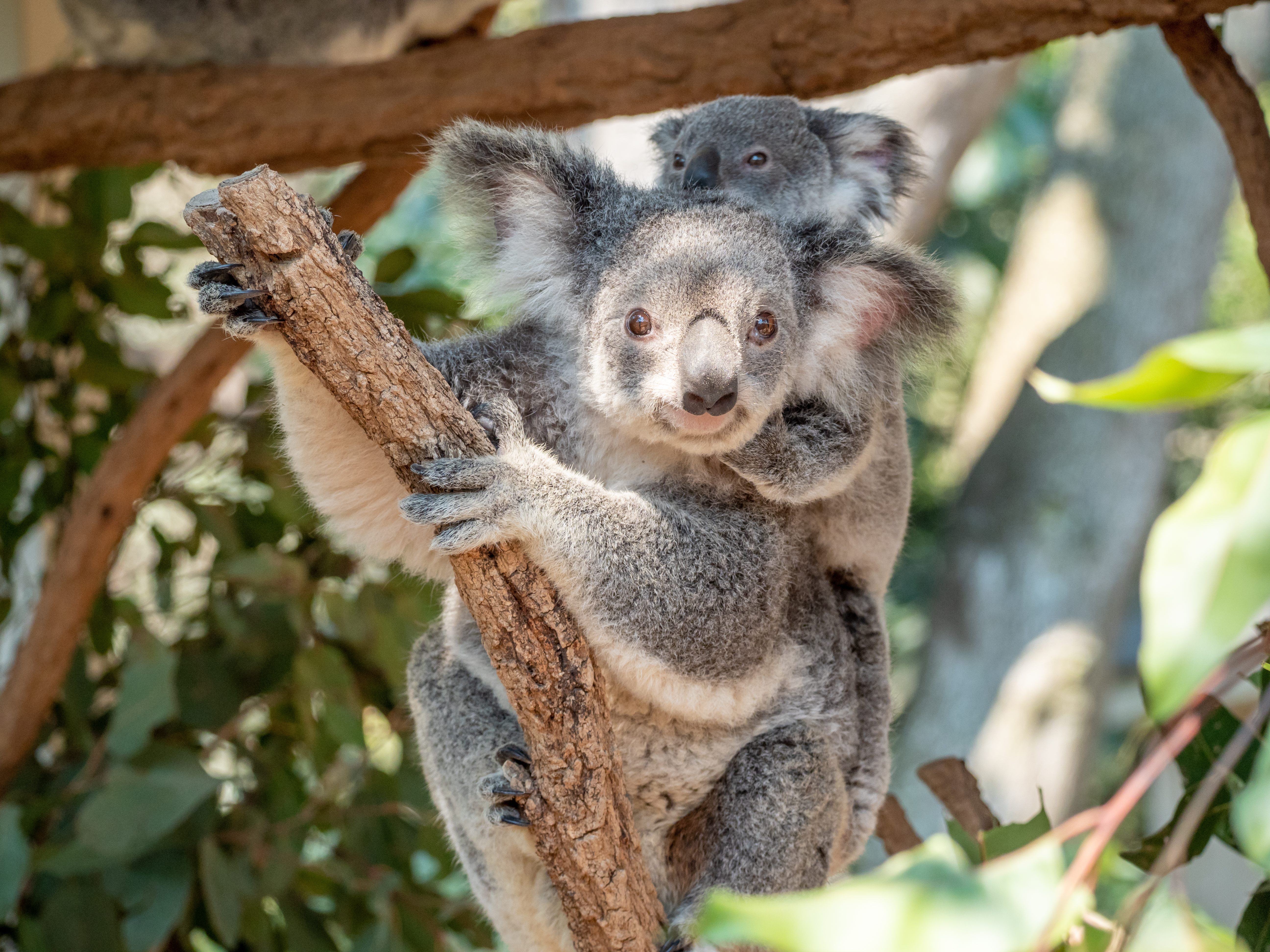 オーストラリアの動物 Aussie Specialist Program Tourism Australia